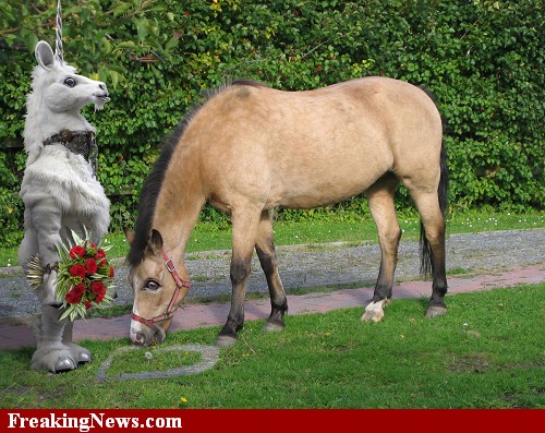 why girls love unicorns, horses and red roses